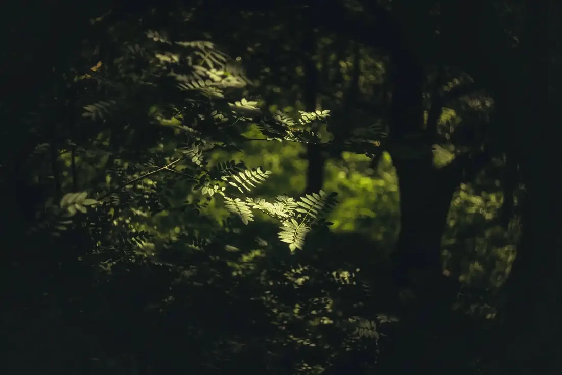 A close-up photograph from Dartmoor