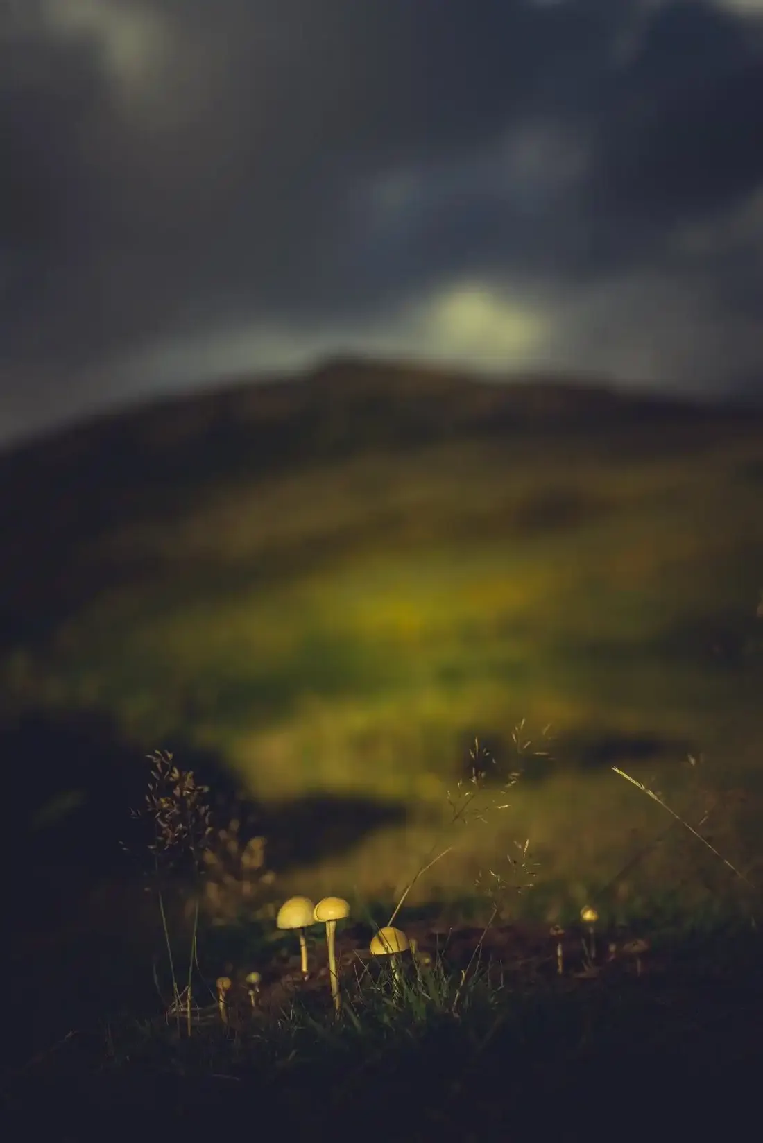 A close-up photograph from Dartmoor