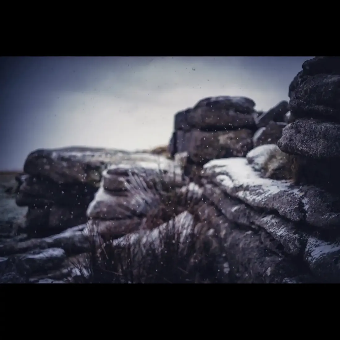 A close-up photograph from Dartmoor