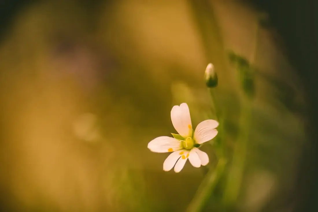 A close-up photograph from Dartmoor