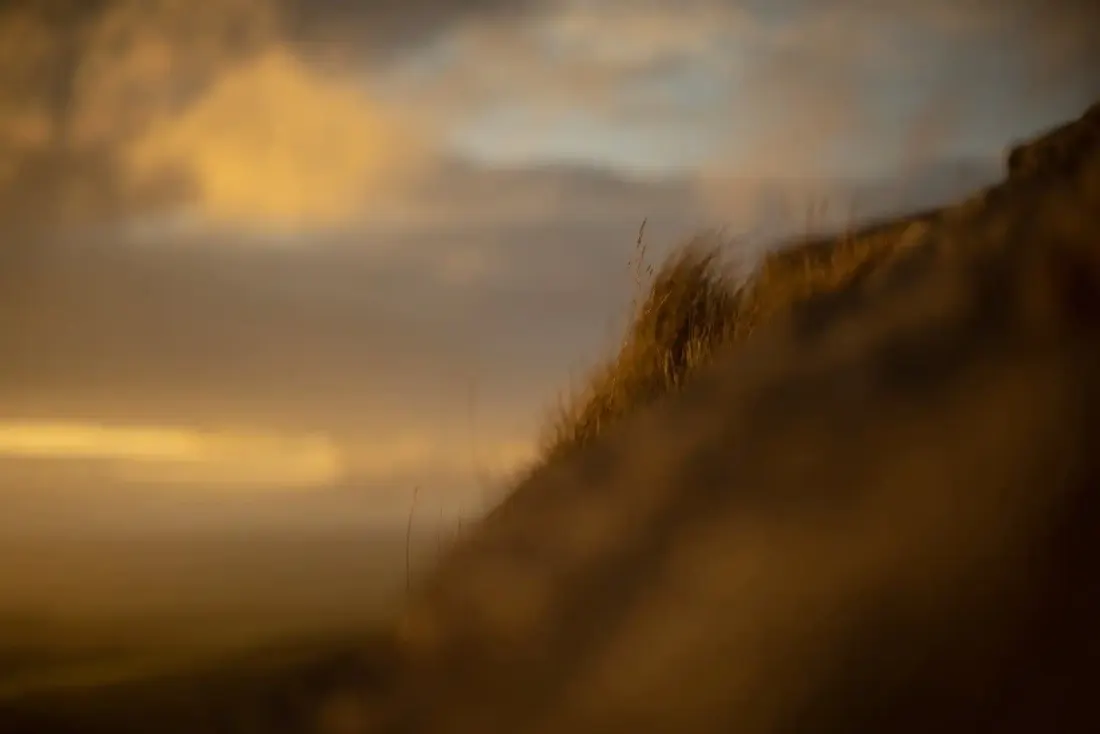 A close-up photograph from Dartmoor