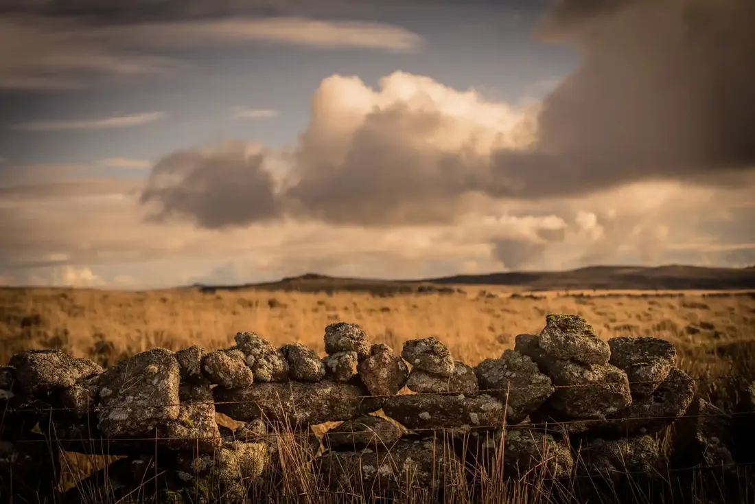 A close-up photograph from Dartmoor