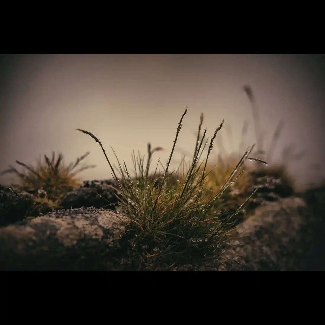 A close-up photograph from Dartmoor