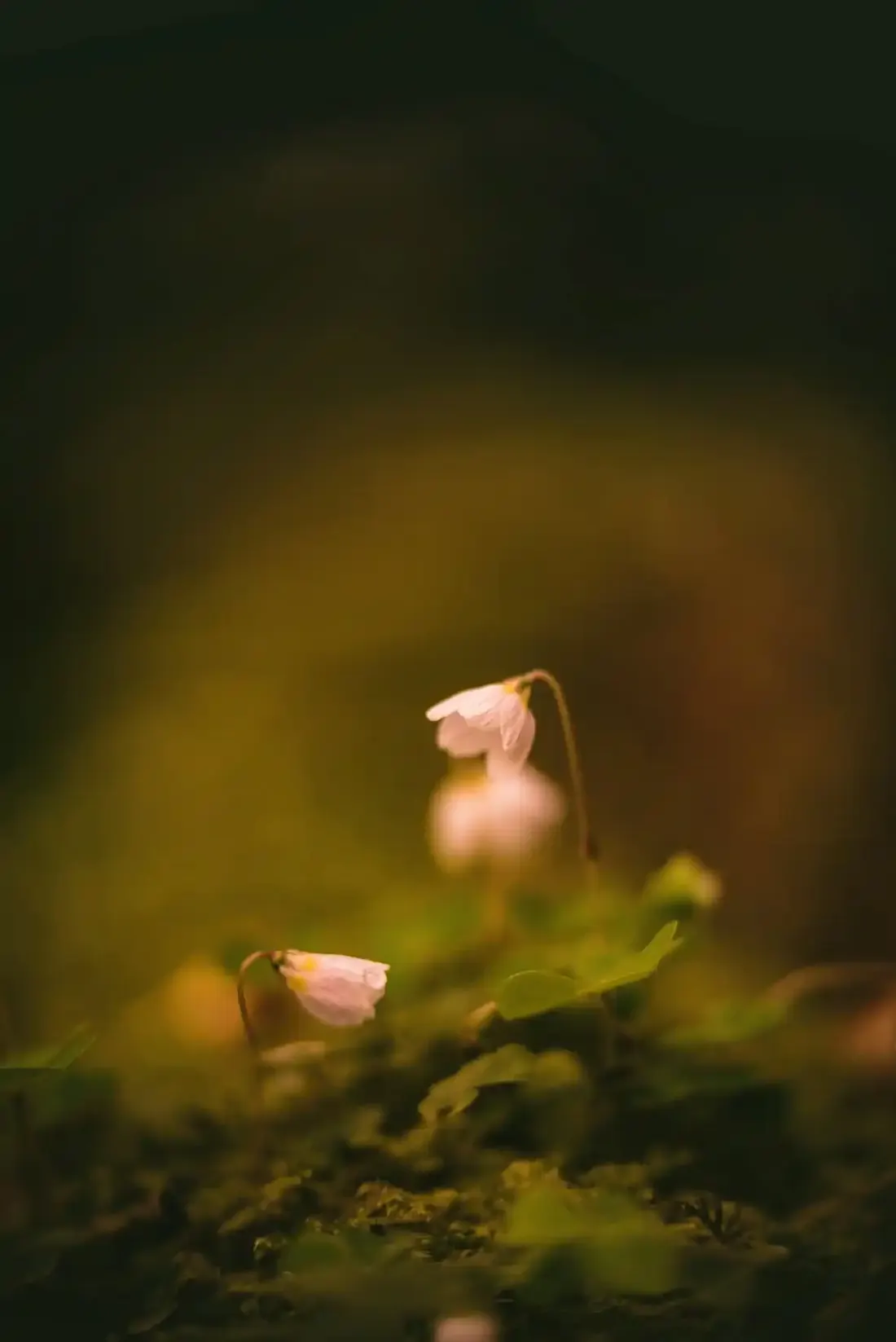A close-up photograph from Dartmoor