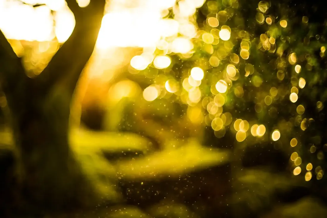 A close-up photograph from Dartmoor