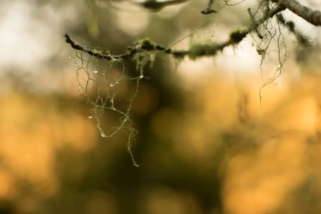A close-up photograph from Dartmoor