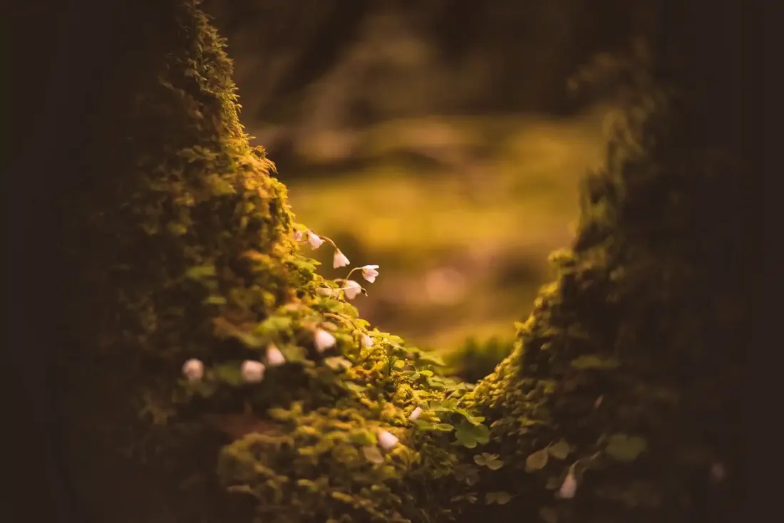 A close-up photograph from Dartmoor