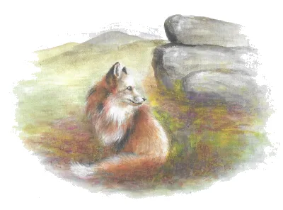 Fox Tor Cafe
