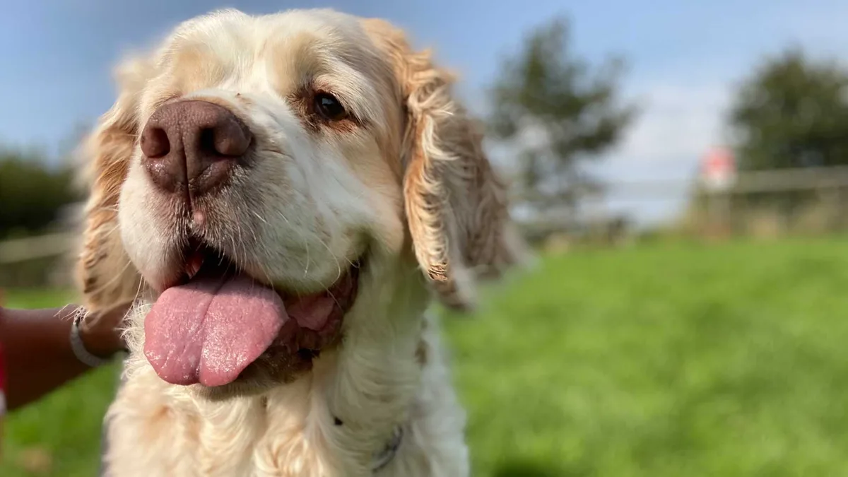 Woodside Animal Welfare Trust