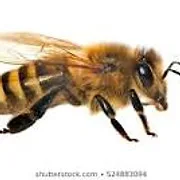 Blackaller Apiary