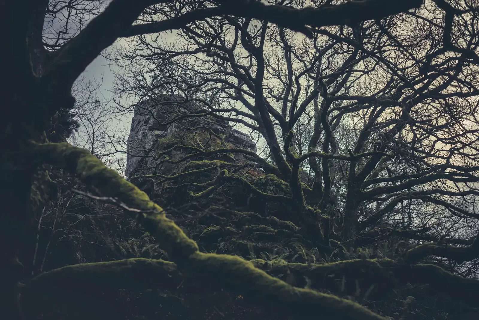 Ivy Tor