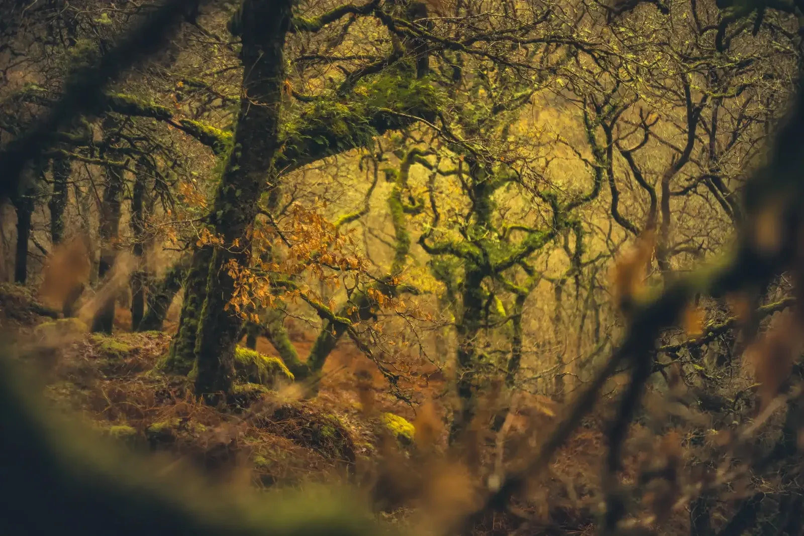 White Woods