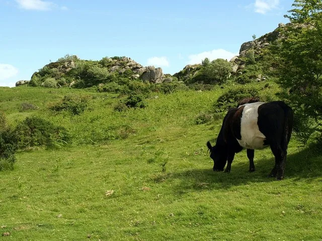 Hound Tor Deserted Medieval Vilage