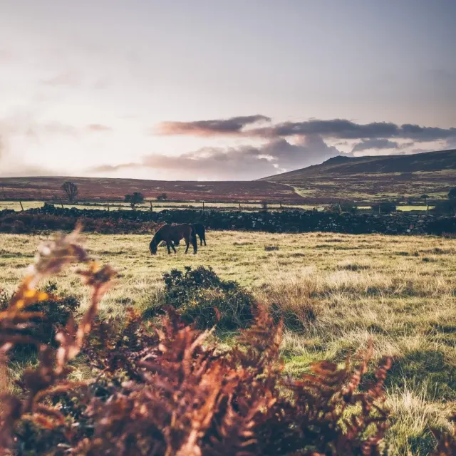 Dartmoor Commons Owners Association