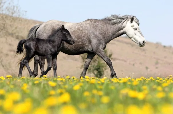 Dartmoor Hill Pony Association