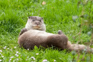 Dartmoor Otters & Buckfast Butterflies