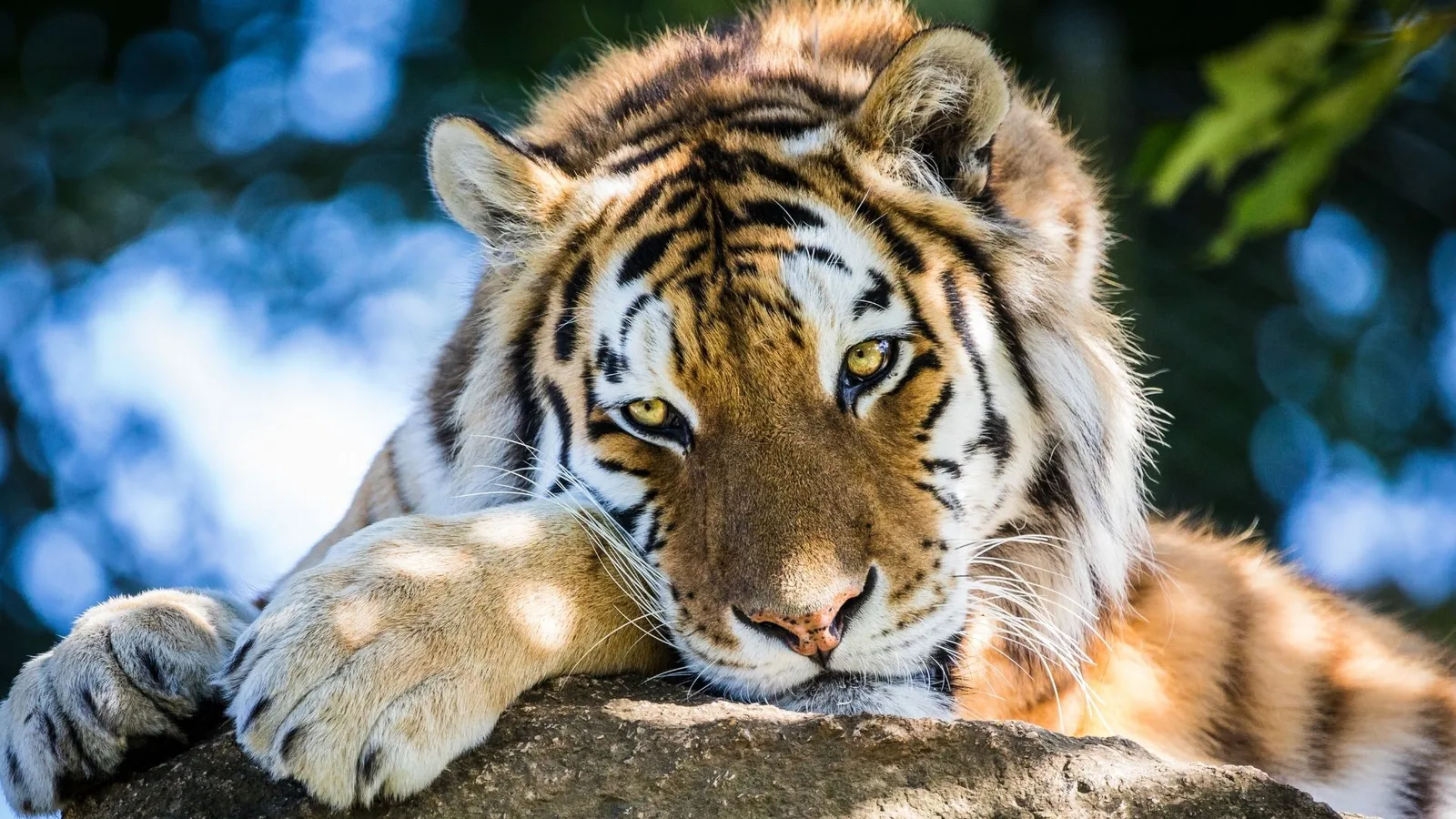 Dartmoor Zoo