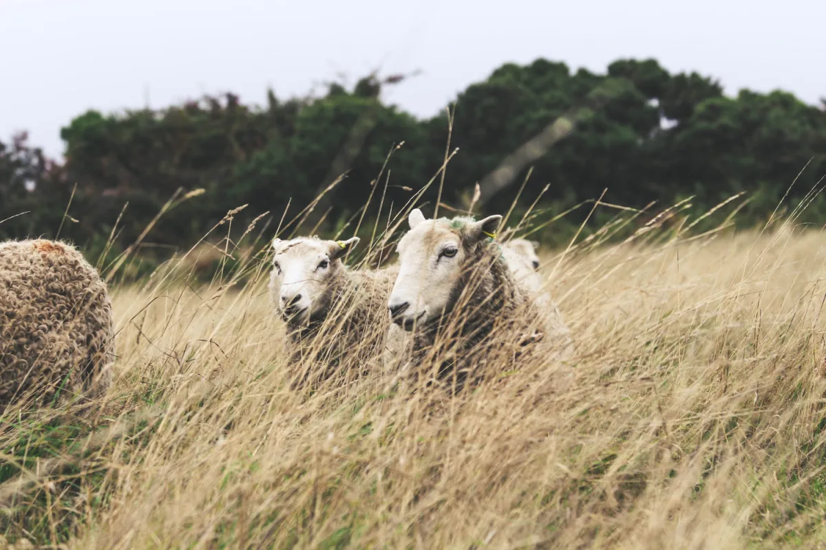 The Dartmoor Shepherd