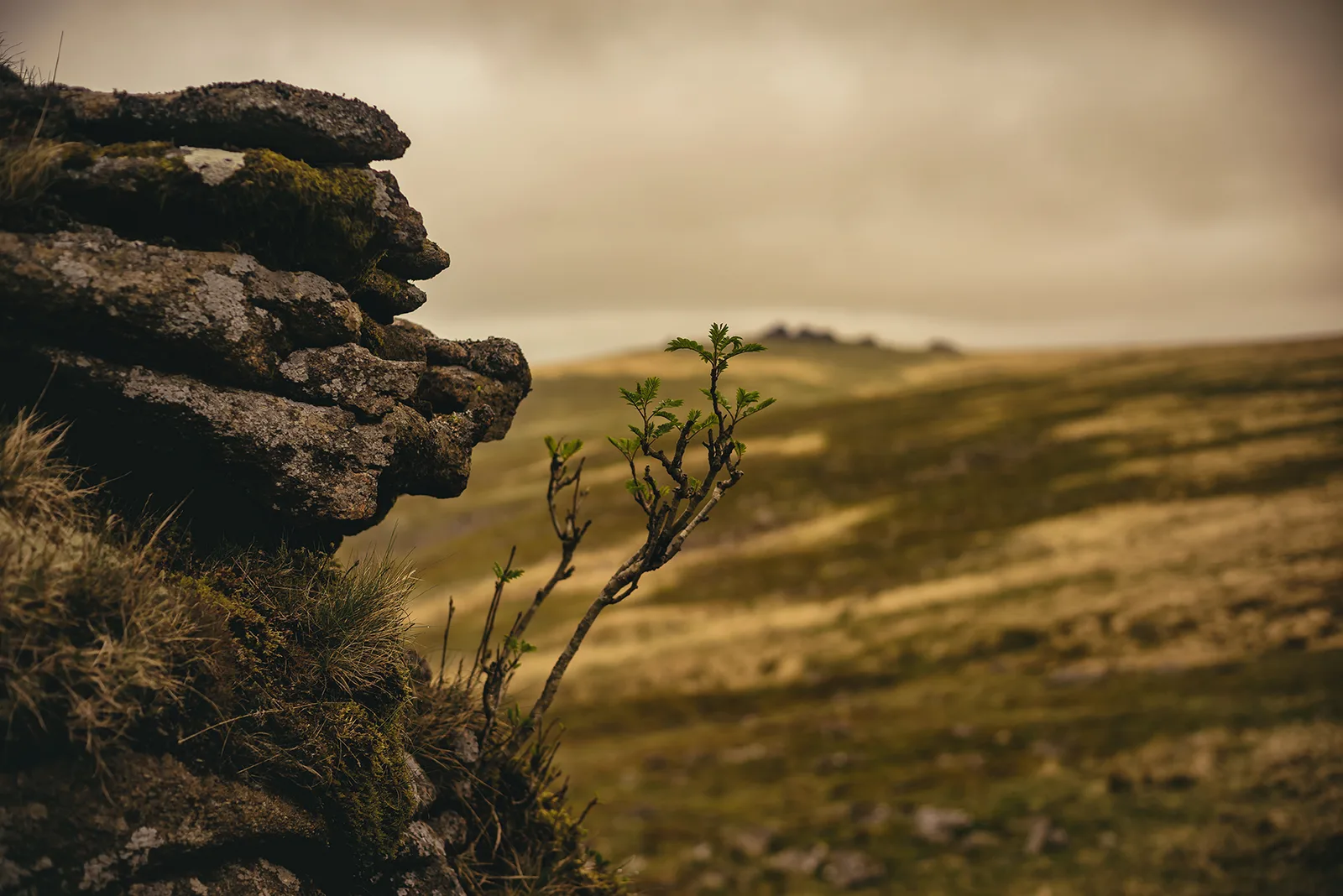Sharp Tor