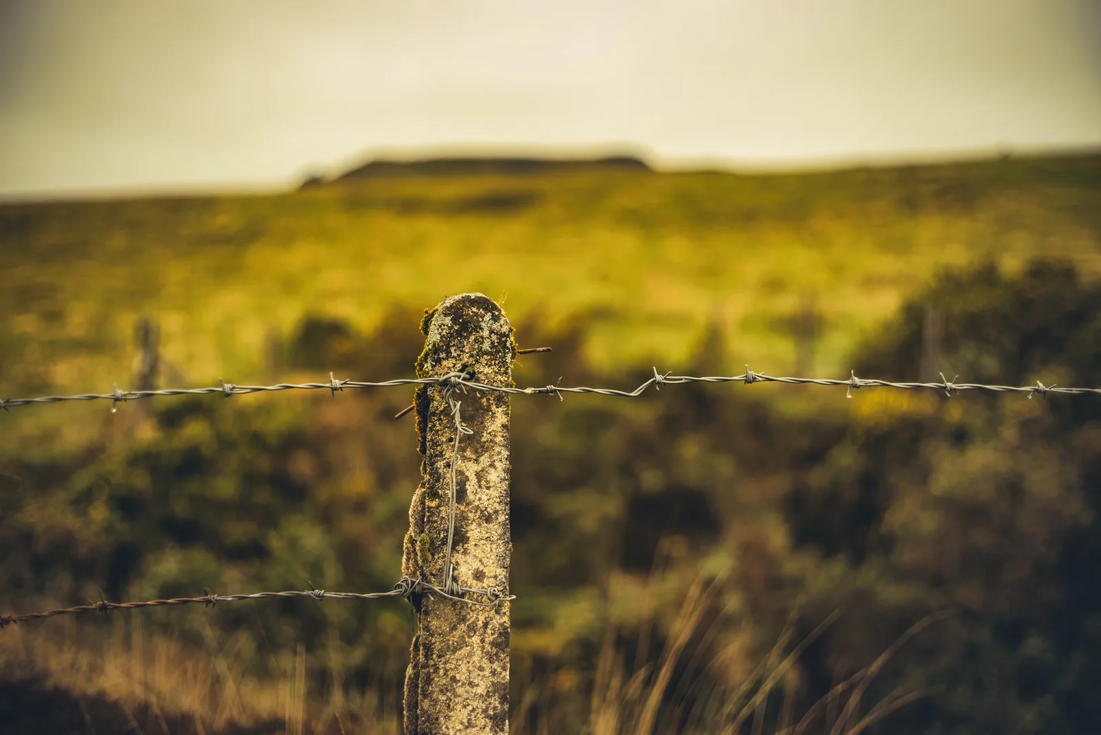 Gibbet Hill