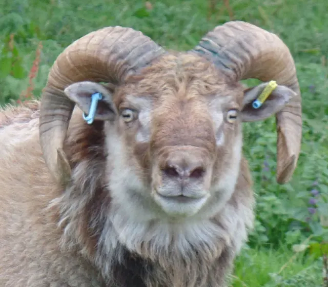 Challacombe Farm