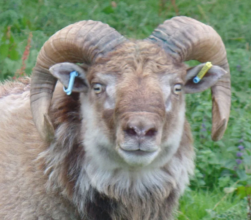 Challacombe Farm