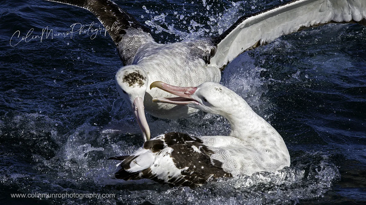 Colin Munro Photography