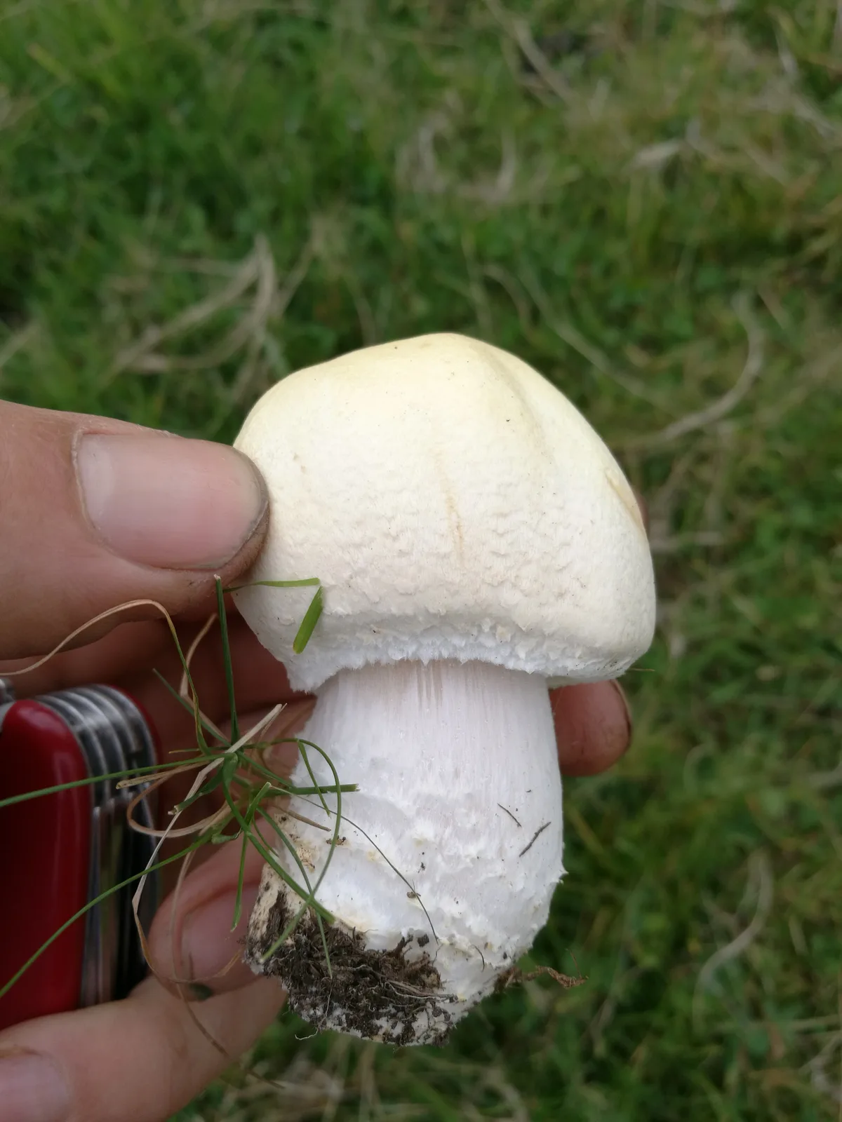 Thrive Bushcraft