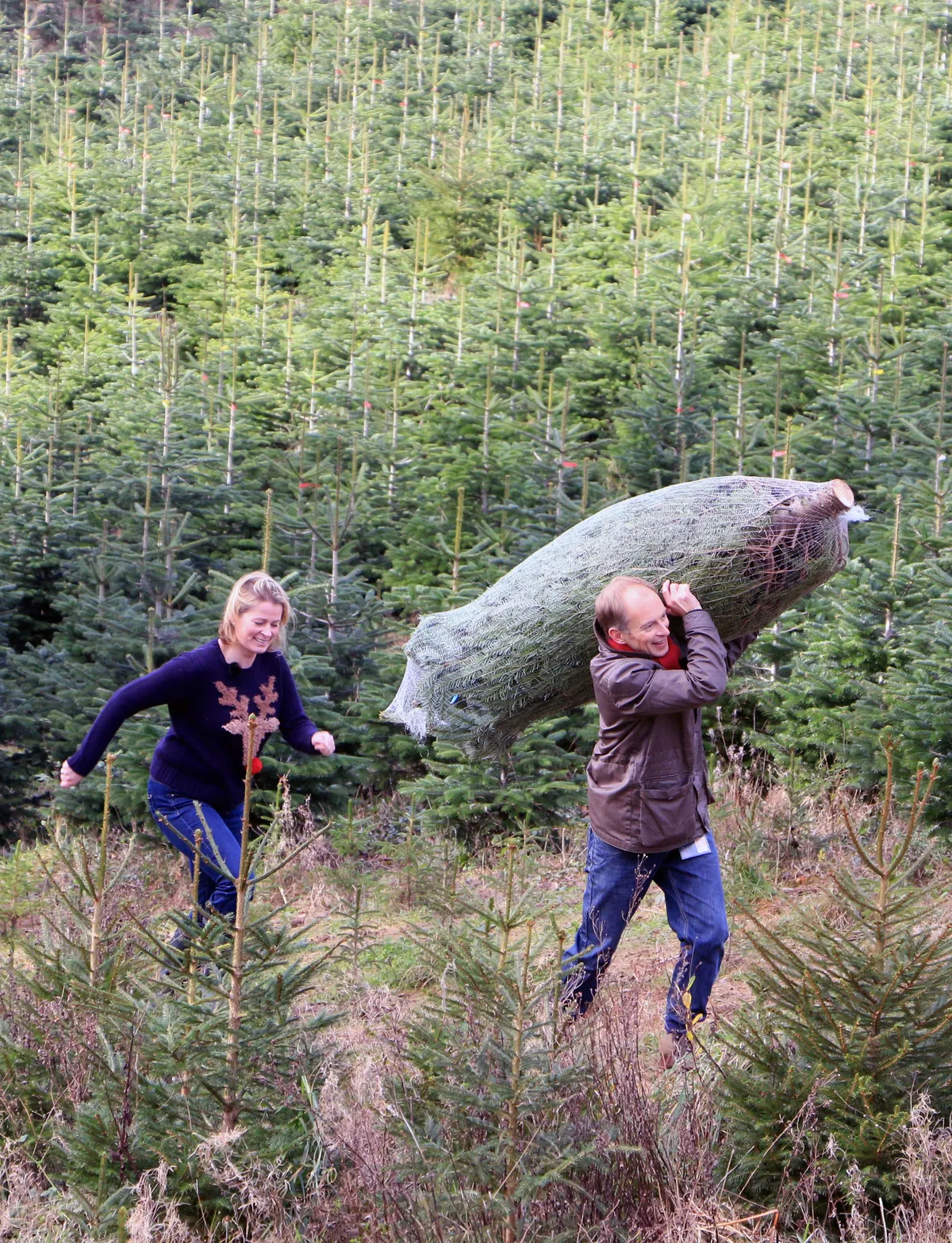 Ashburton Christmas Trees