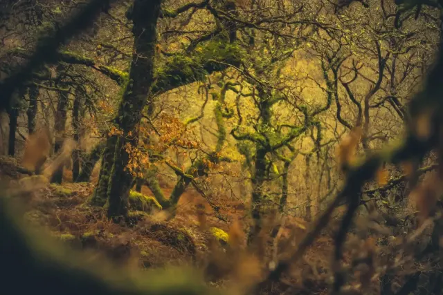 White Woods