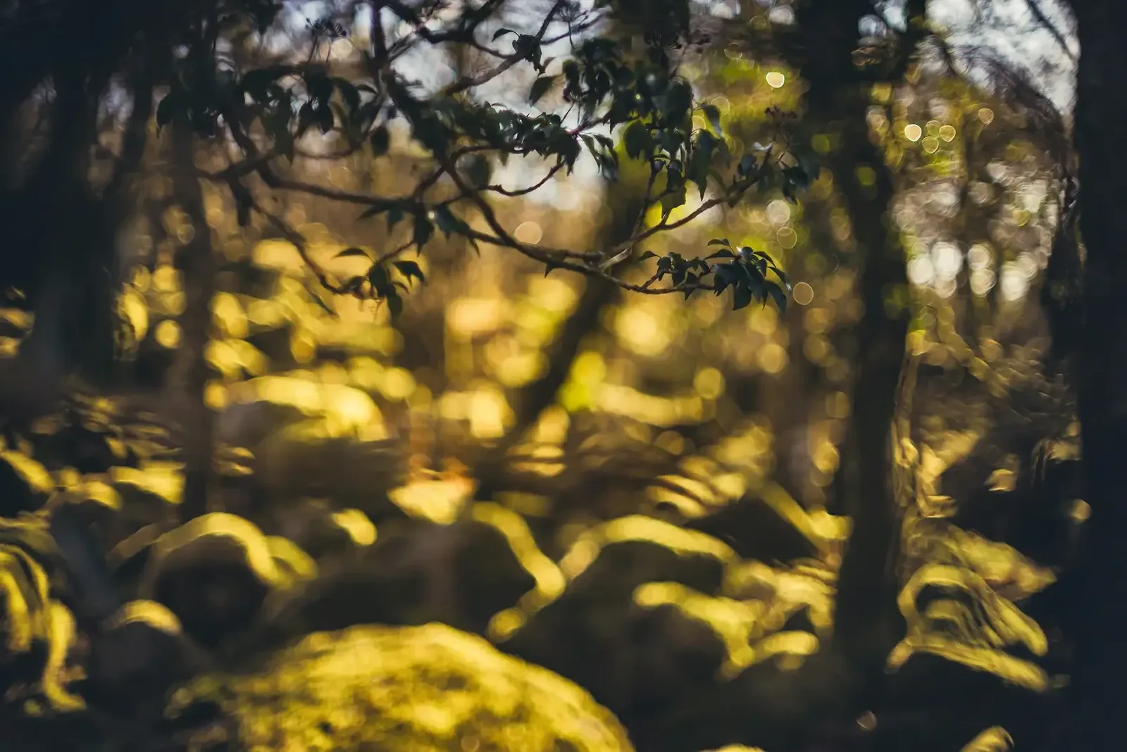 Black-a-tor Copse