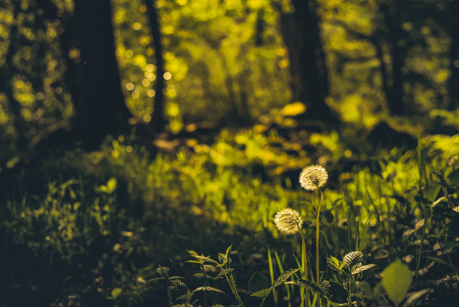 Fatherford Woods