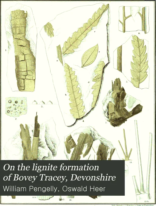 On the Fossil Flora of Bovey Tracey