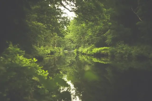Hembury Woods