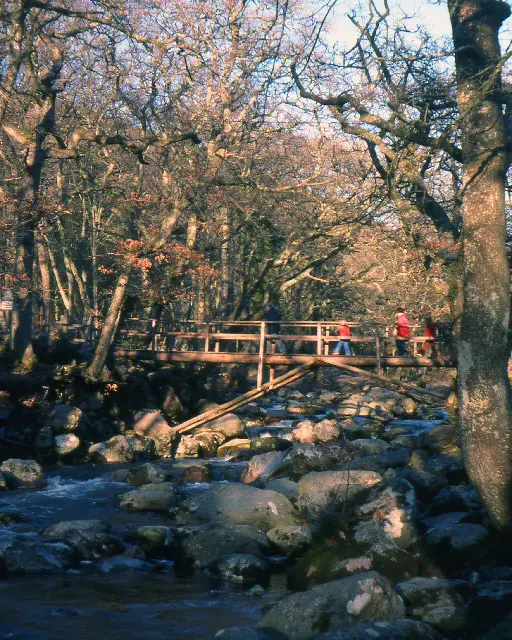 Shaugh Woods