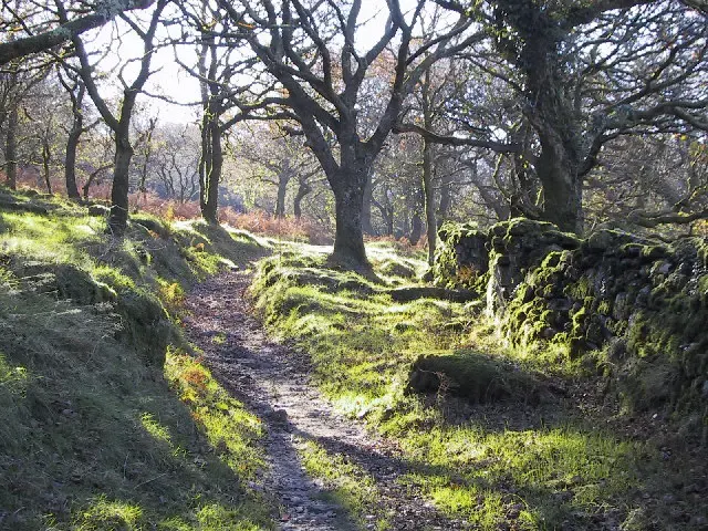 Longash Wood