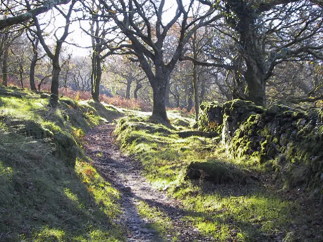 Longash Wood