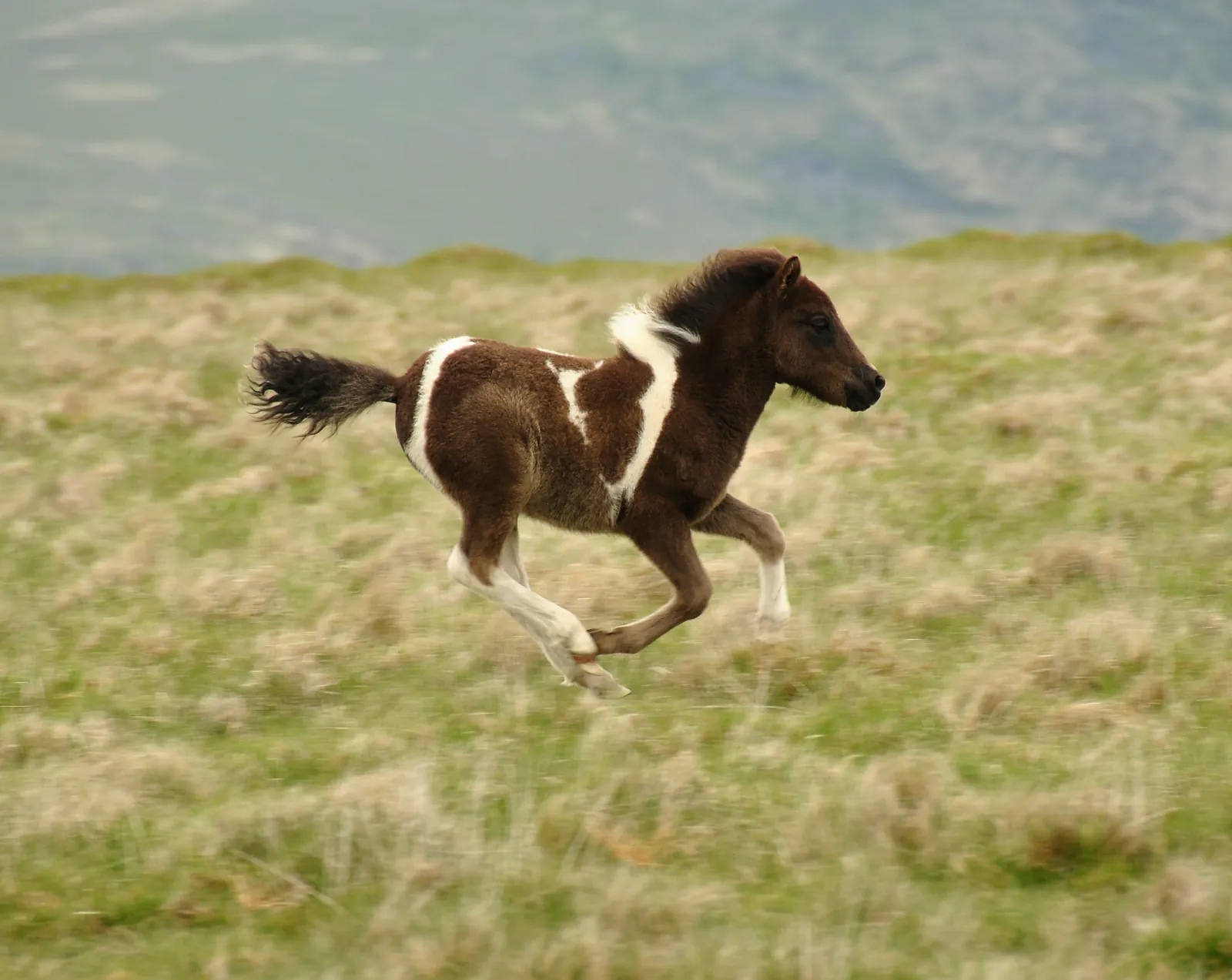 Dartmoor Pony Drifts