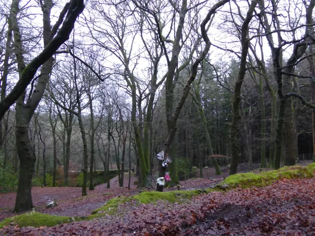 Stirling crash site and memorial, Gibhill Wood