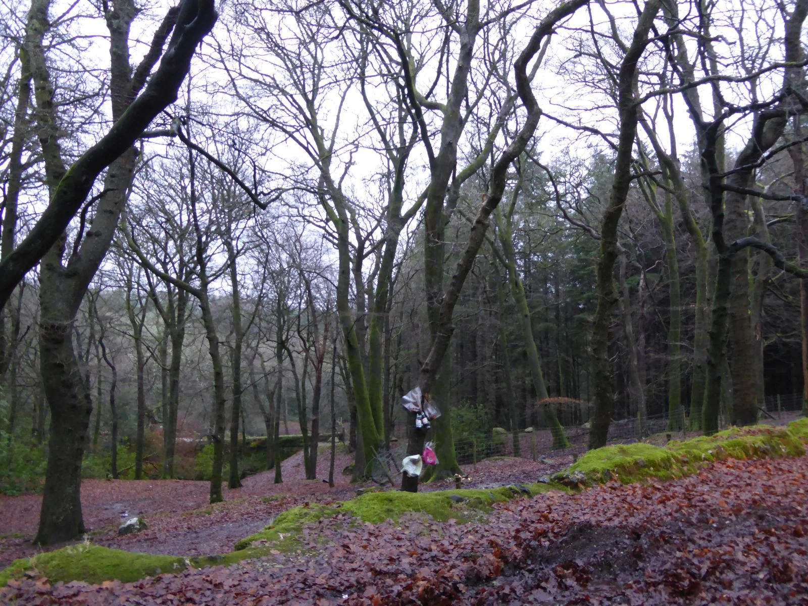 Stirling crash site and memorial, Gibhill Wood