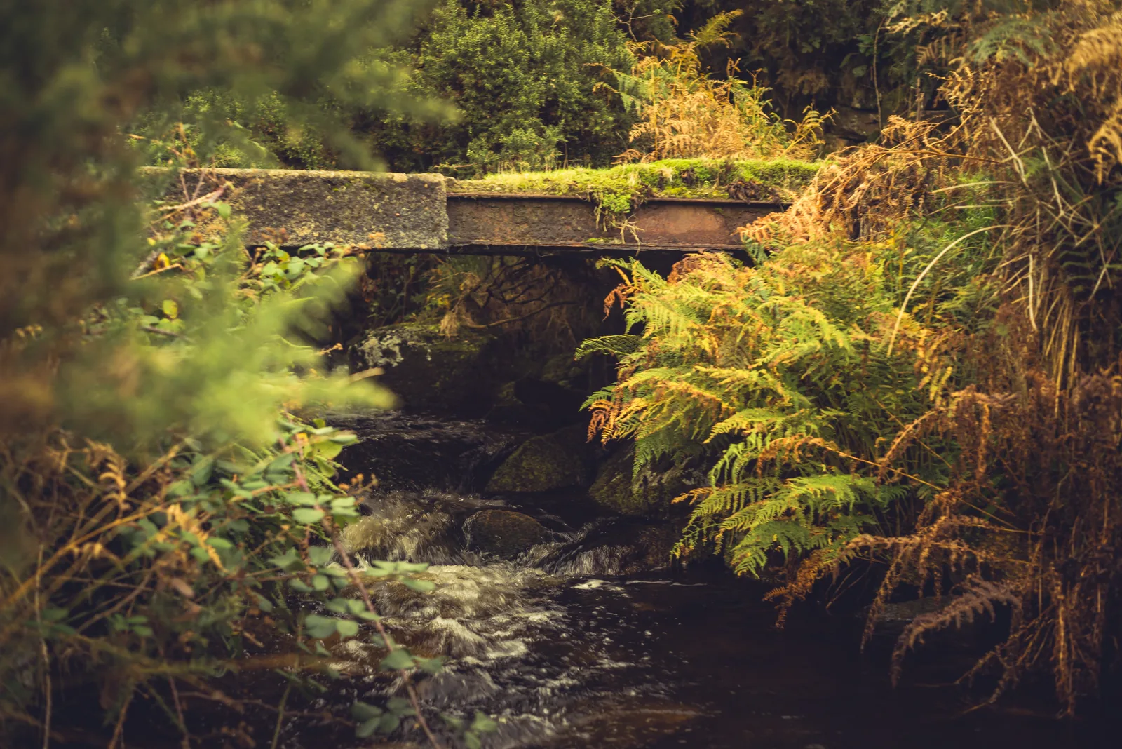 Doetor Brook Footbridge