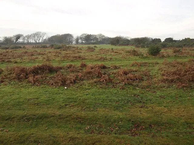 Roborough Down