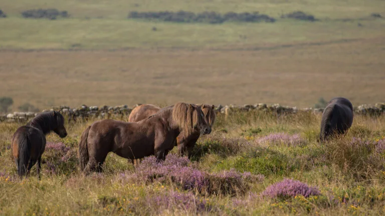 Dartmoor Pony Heritage Trust