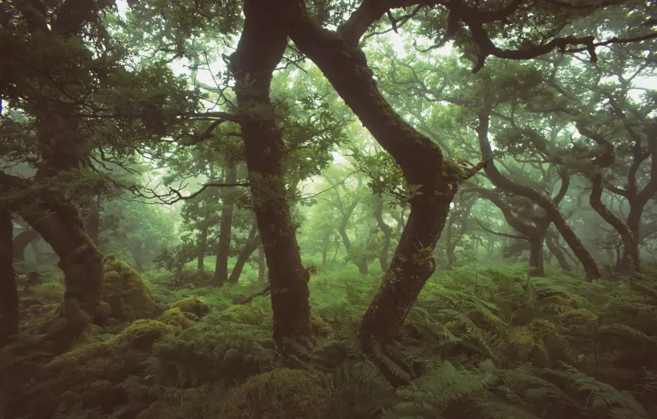 Black-a-Tor Copse on Dartmoor